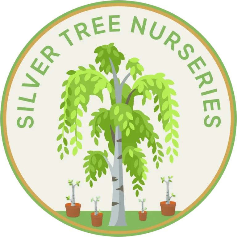 Silver Tree Nurseries Logo