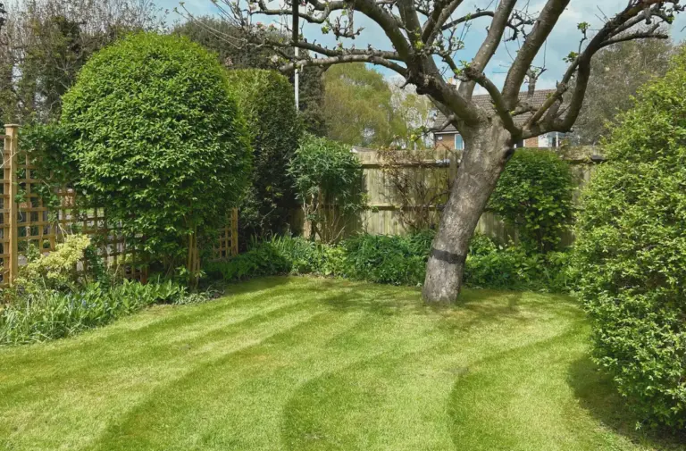 A nicely striped garden and an old tree.