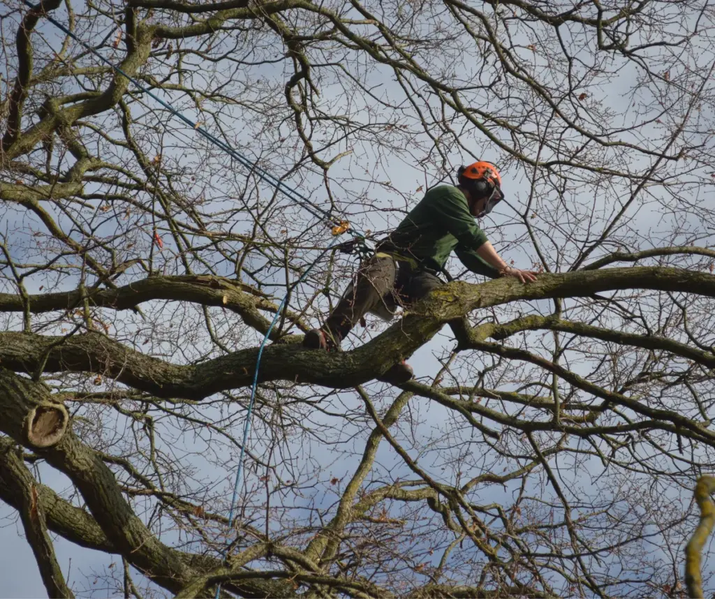 A silver tree services staff member scales along a large tree branch.