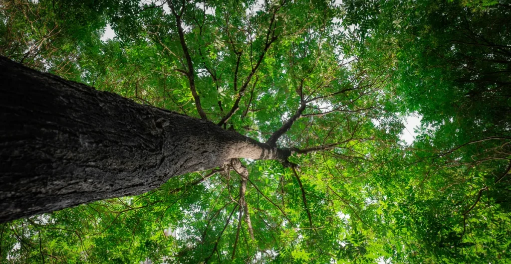 Ash Tree