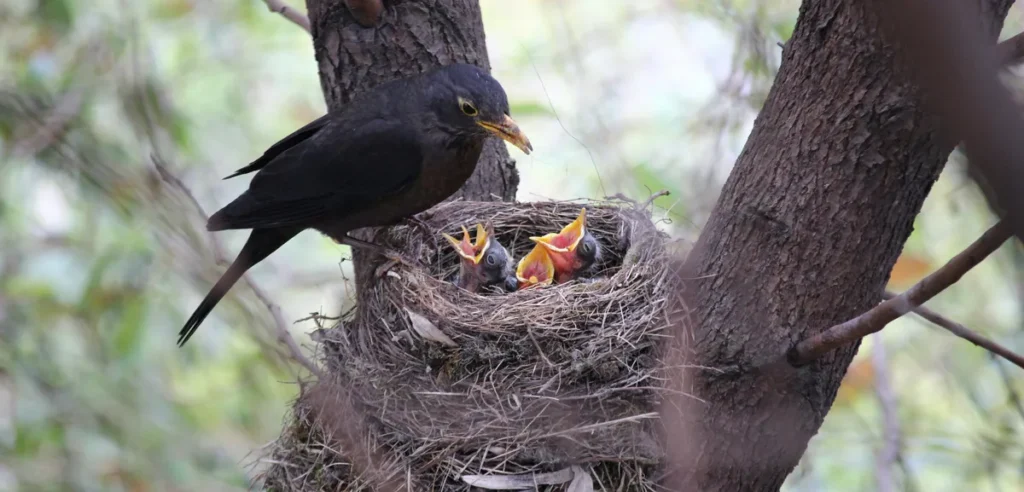 A mother bird feeds her chicks in a nest up a tree.